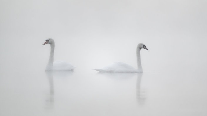 Schwäne im Nebel