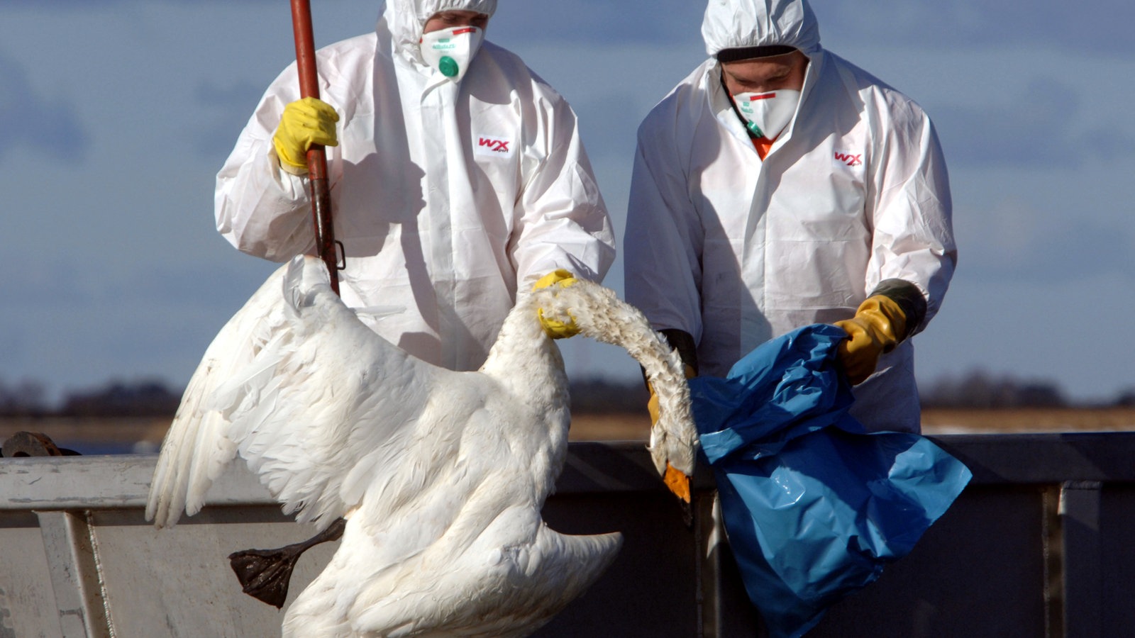 Todesfall durch Vogelgrippe Keine Gefahr für Menschen, aber Vorsicht