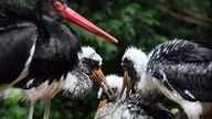 Drei Schwarzstorch-Küken im Kölner Zoo