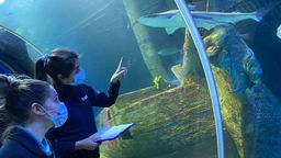 Zwei Frauen stehen vor der Scheibe eines Sea Life-Aquariums