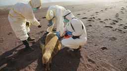 Untersuchung eines toten Seelöwen