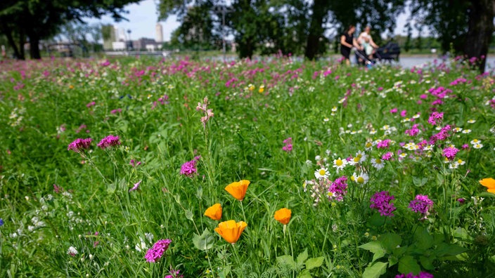 Menschen genießen das Hochsommerwetter am Rhein