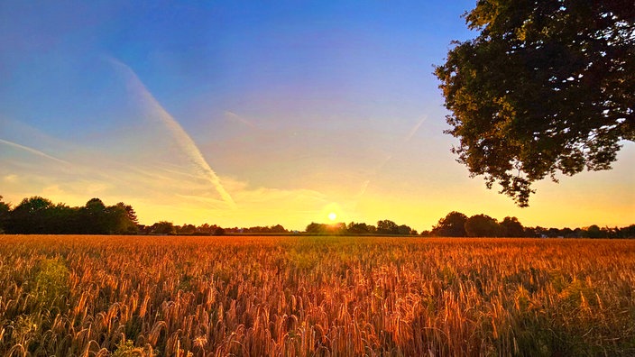 Sonnenuntergang an einem Kornfeld in Gütersloh