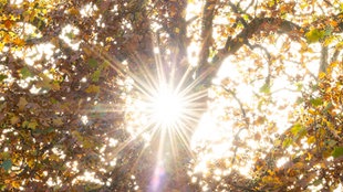 Spätsommer in Münster: Die bunten Blätter einer Platane werden von der Sonne angestrahlt.