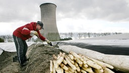 Ein Erntehelfer sticht Spargel