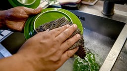 Symbolbild: Eine Person wäscht einen Teller per Hand