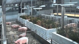 Ein Modell des Stalls zeigt, wie Schweine dort artgerecht gehalten werden sollen. 