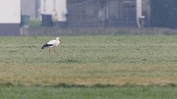 Ein Storch (Weißstorch) geht über eine Wiese. Pünktlich zum Frühlingsbeginn Anfang März sind die ersten Störche zurück aus ihren Winterquartieren im Süden.