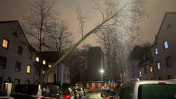 Baum in Köln-Neuehrenfeld ist durch den Sturm umgekippt.