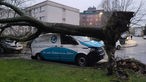 Ein großer Baum hat sich in Bochum-Altenbochum aus der Erde gelöst und liegt auf dem Dach eines PKW.