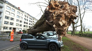 Umgekippter Baum in der Düsseldorfer Cecillienallee, Sturmschaden