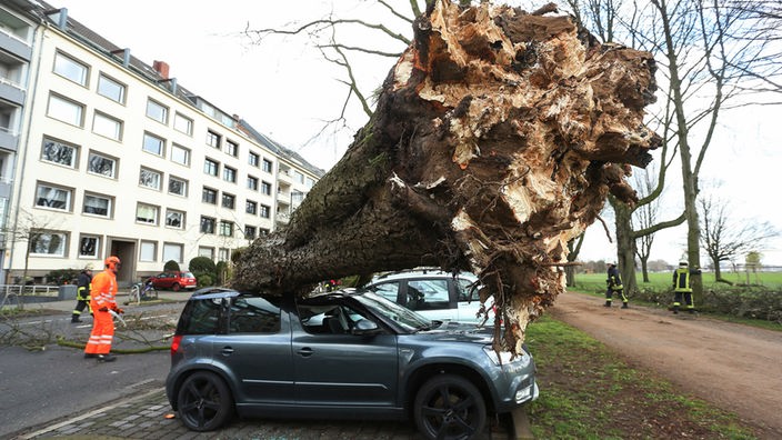 Umgekippter Baum an der Düsseldorfer Cecillienallee, Sturmschaden