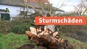 Thumbnail mit ausgerissenem Baum