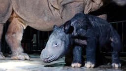 Männliches Sumatra-Nashorn-Kalb steht neben seiner Mutter Delilah im indonesischen Nationalpark Way Kambas im Osten der Insel Sumatra