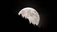 Der aufgehende Mond ist am Abend hinter Bäumen am Grat eines Berges in den Ammergauer Alpen zu sehen