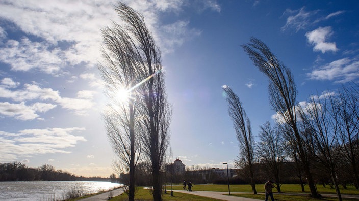 Bäume beugen sich im starken Wind