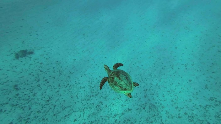 Draufsicht auf die grüne Meeresschildkröte, die in der Tiefsee über dem Sandboden schwimmt