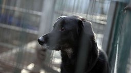 Ein Hund im Tierheim Köln Zollstock