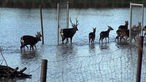 Dammwild watet durch das Wasser im überfluteten Tierpark Weeze