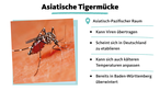 Asiatische Hornisse, kann Krankheiten übertragen, passt sich an kältere Temperaturen an, in Süd-Deutschland bereits überwintert