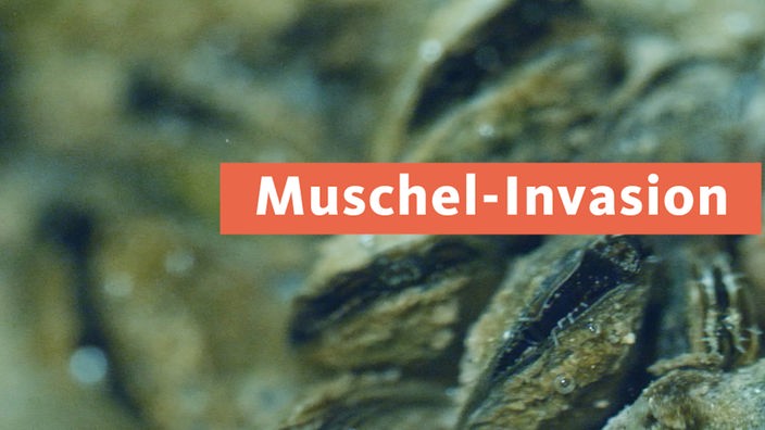 Quagga-Muschel Invasion
