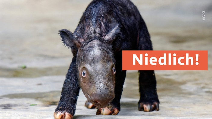 Niedliches Mini-Nashorn