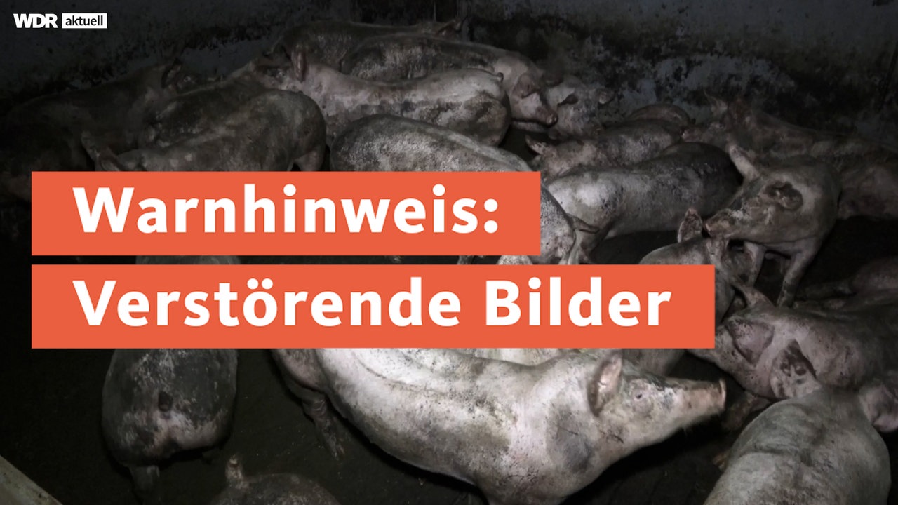 Videos Aus Dem Stall Tierschützer Werfen Schweinemastbetrieb Tierquälerei Vor Mediathek Wdr 0602