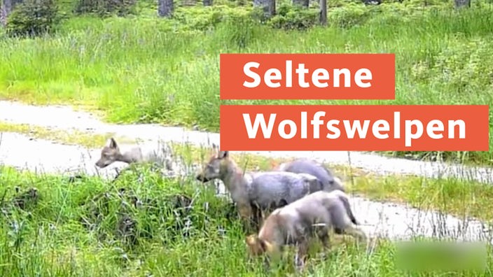 Seltene Wolfswelpen