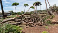 Umgefallene Bäume nach einem Sturm in der Toskana
