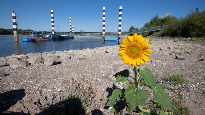 Der Rhein bei Niedrigwasser, eine trocken gefallene Kiesbank, es blueht eine Sonnenblume, Niedrigwasser im Rhein, der geringe Wasserstand erlaubt es Frachtschiffen nur noch mit weniger Ladung zu fahren