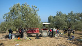 Olivenernte in Ayvalik-Türkei