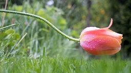 Tulpe mit Regentropfen