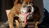 Ugliest Dog Contest Gewinner 2018