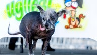 Ugliest Dog Contest Gewinner 2023