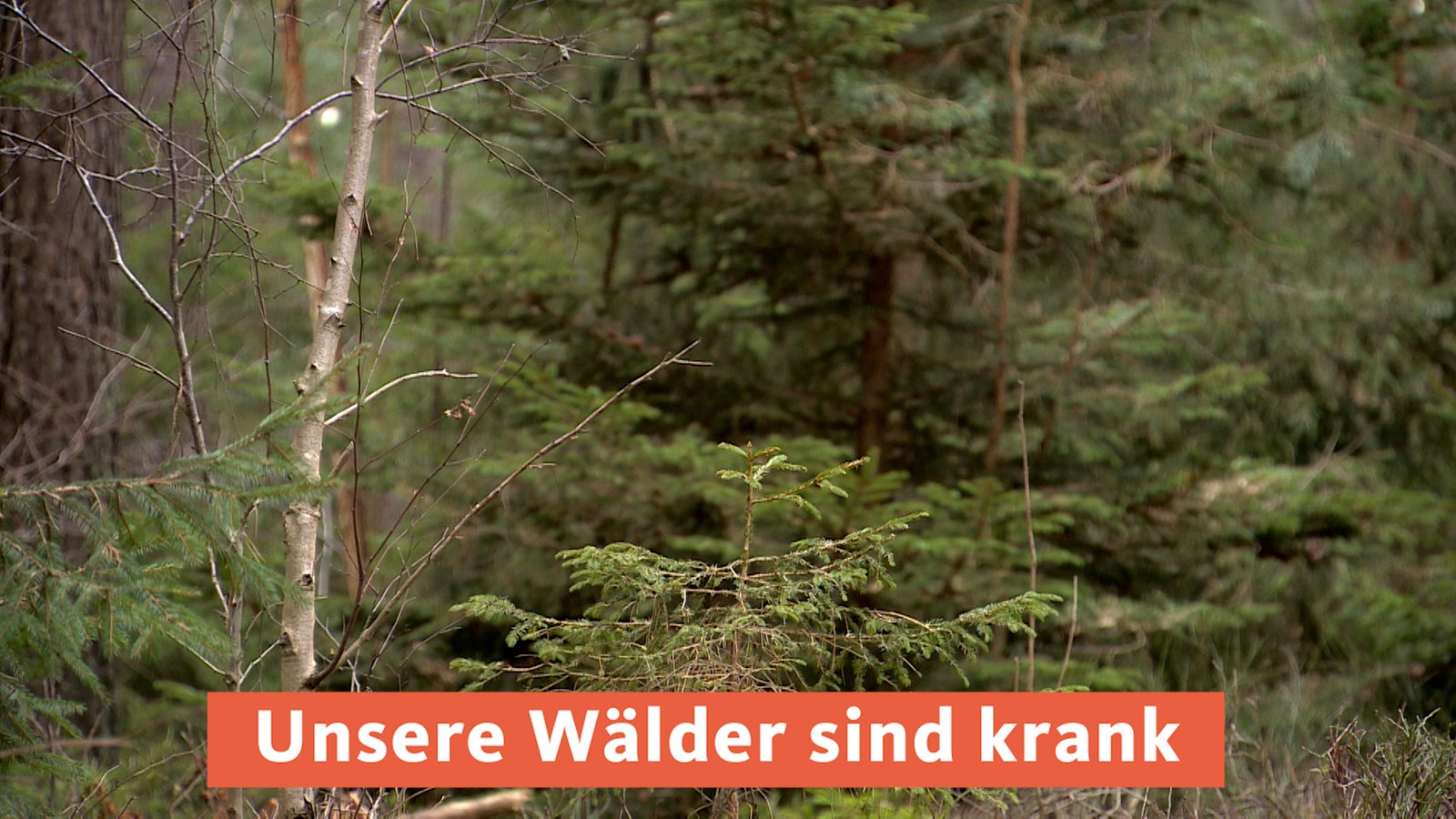 Wald-Zustandsbericht: Vier Von Fünf Bäumen Sind Krank - Nachrichten - WDR