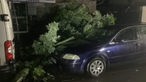 Umgestürzter Baum nach einem Unwetter auf einem Auto