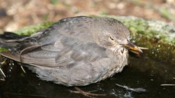 Eine Amsel die am Usutu-Virus erkrankt ist