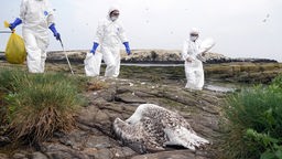 Das Rangerteam des National Trust räumt verstorbene Vögel von Staple Island. 