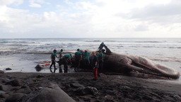 Menschen schlachten den gestrandeten Wal aus.