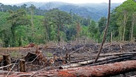 illegal abgeholzter Wald