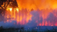 Waldbrand in Ungarn