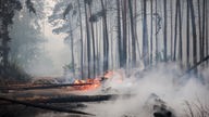 Brennende Bäume blockieren den Weg während eines Waldbrandes. Die Feuerwehr in Brandenburg kämpft weiter gegen einen großen Waldbrand im Landkreis Elbe-Elster. 