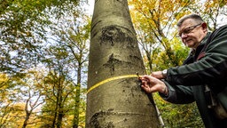 Lutz Jaschke von Wald und Holz NRW misst den Umfang eines Baumes.