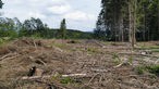 Ein nach Trockenheit und Borkenkäferbefall gerodeter Waldabschnitt mit Fichtenbestand