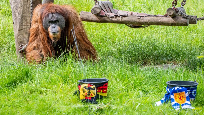Orang-Utan Walter aus dem Dortmunder Zoo als Orakel 