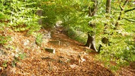 Wanderweg Baldeneysteig im Herbst