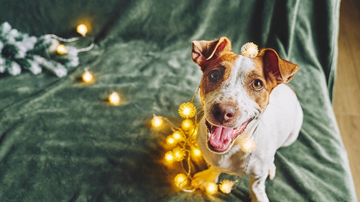 Ein Hund sitzt auf einem Sofa, um ihn hängt eine Lichterkette