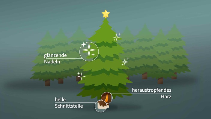 Frischer Weihnachtsbaum