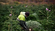 Weihnachtsbaum NRW: Verkauf beginnt 