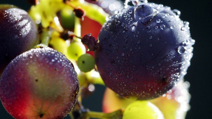 Symbolbild: Von Tautropfen bedeckte Weintrauben